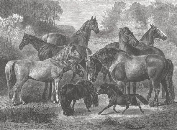 17-09-033-00 Horses Breeds Mural