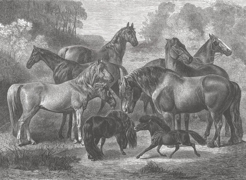 17-09-033-00 Horses Breeds Mural