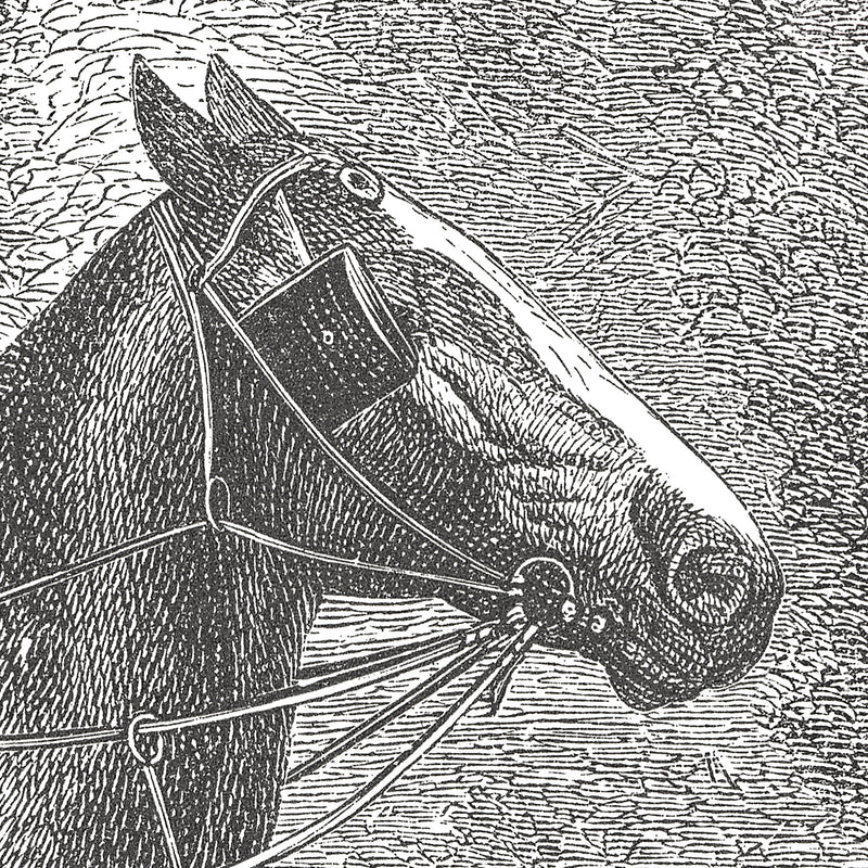 17-09-033-00 Horses Breeds Mural