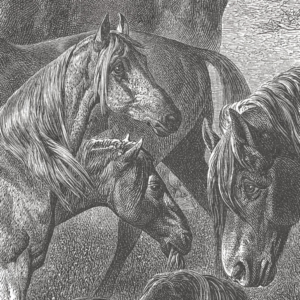 17-09-033-00 Horses Breeds Mural