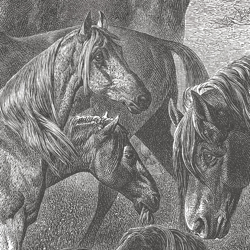 17-09-033-00 Horses Breeds Mural